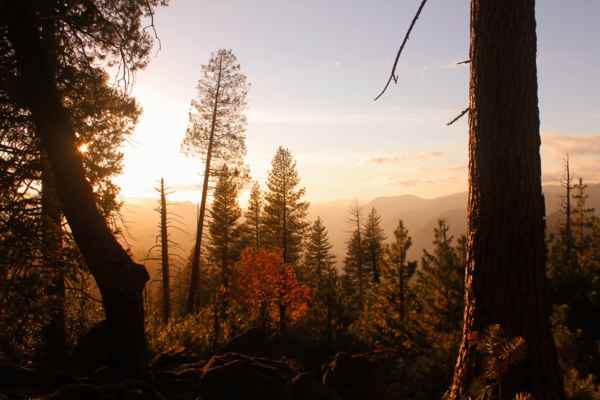 A calm forest path with soft light through trees